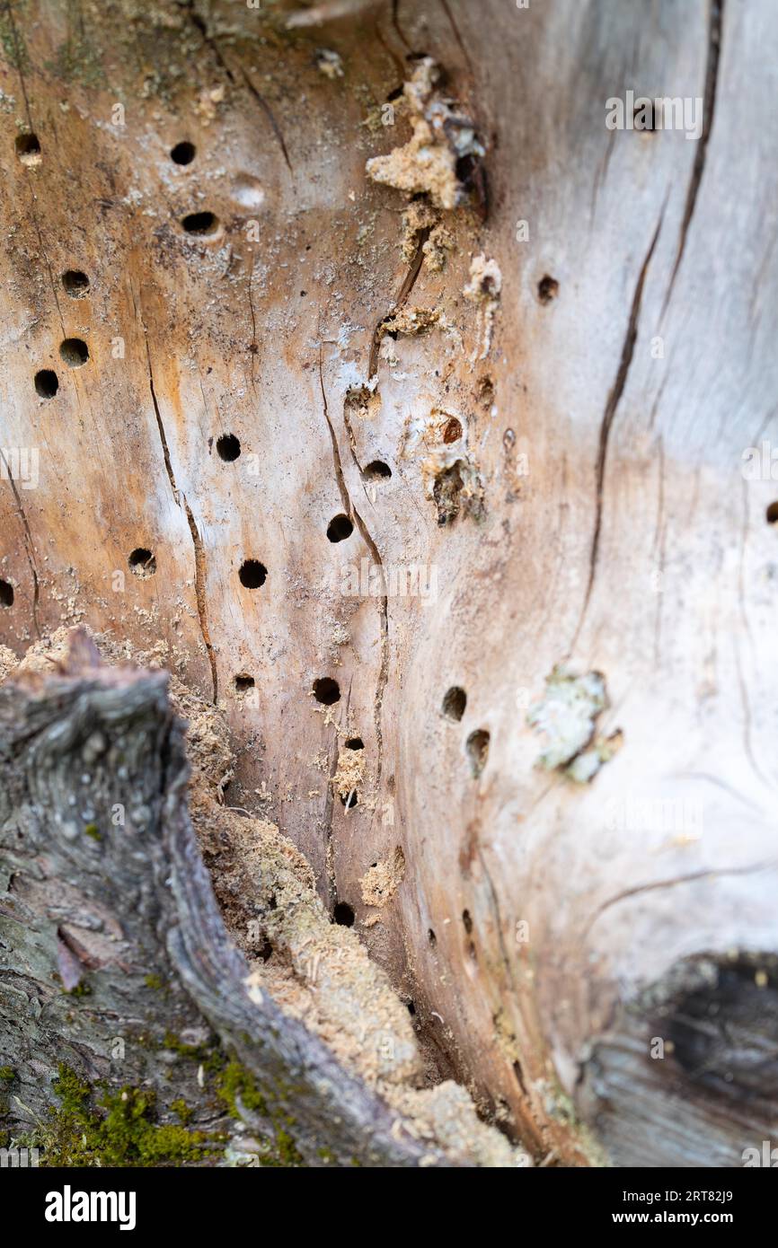 Bois mort debout dans une forêt semi-naturelle, forages d'insectes et formation de paillis, Velbert, Rhénanie du Nord-Westphalie, Allemagne Banque D'Images