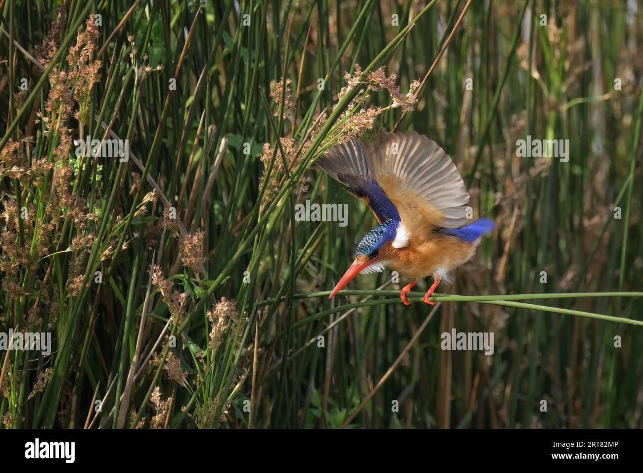 Malachite Kingfisher (Alcedo Vintsioides) sur une branche aux ailes ouvertes, province du Kwazulu Natal, Afrique du Sud Banque D'Images