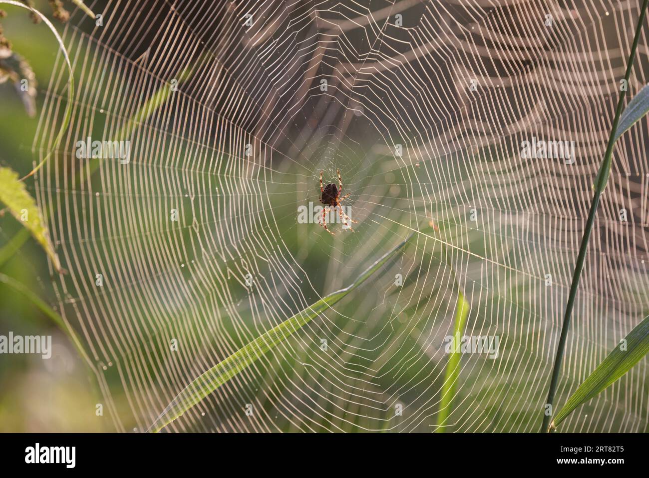 araignée sur la toile dans un peu d'herbe Banque D'Images