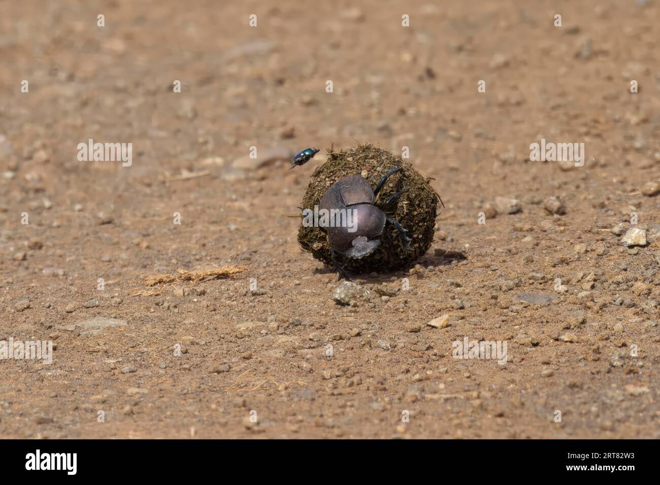 Dejection animaux ronde Banque de photographies et d’images à haute résolution Alamy