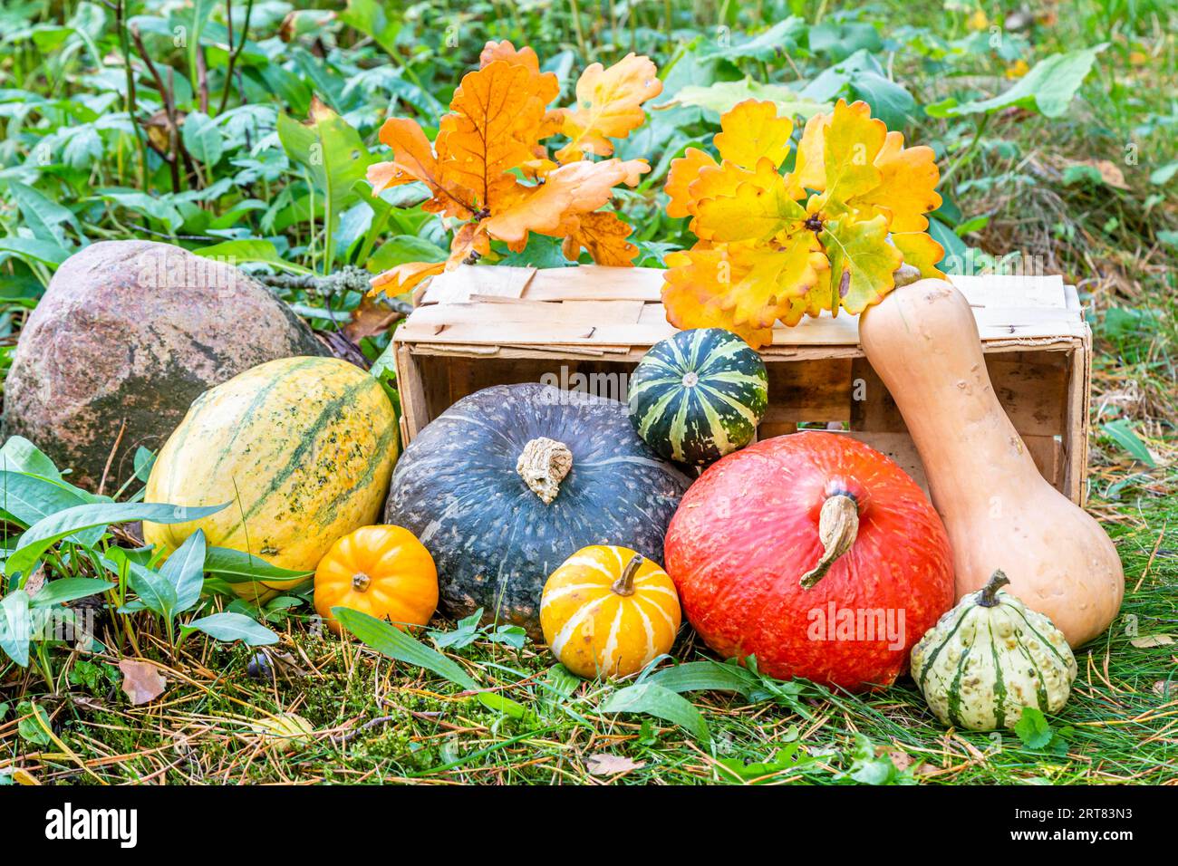 Courge Hokkaido, courge butternut, courge spaghetti et gourdes décoratives dans un jardin, courge rouge kuri, courge butternut, courge spaghetti et Banque D'Images