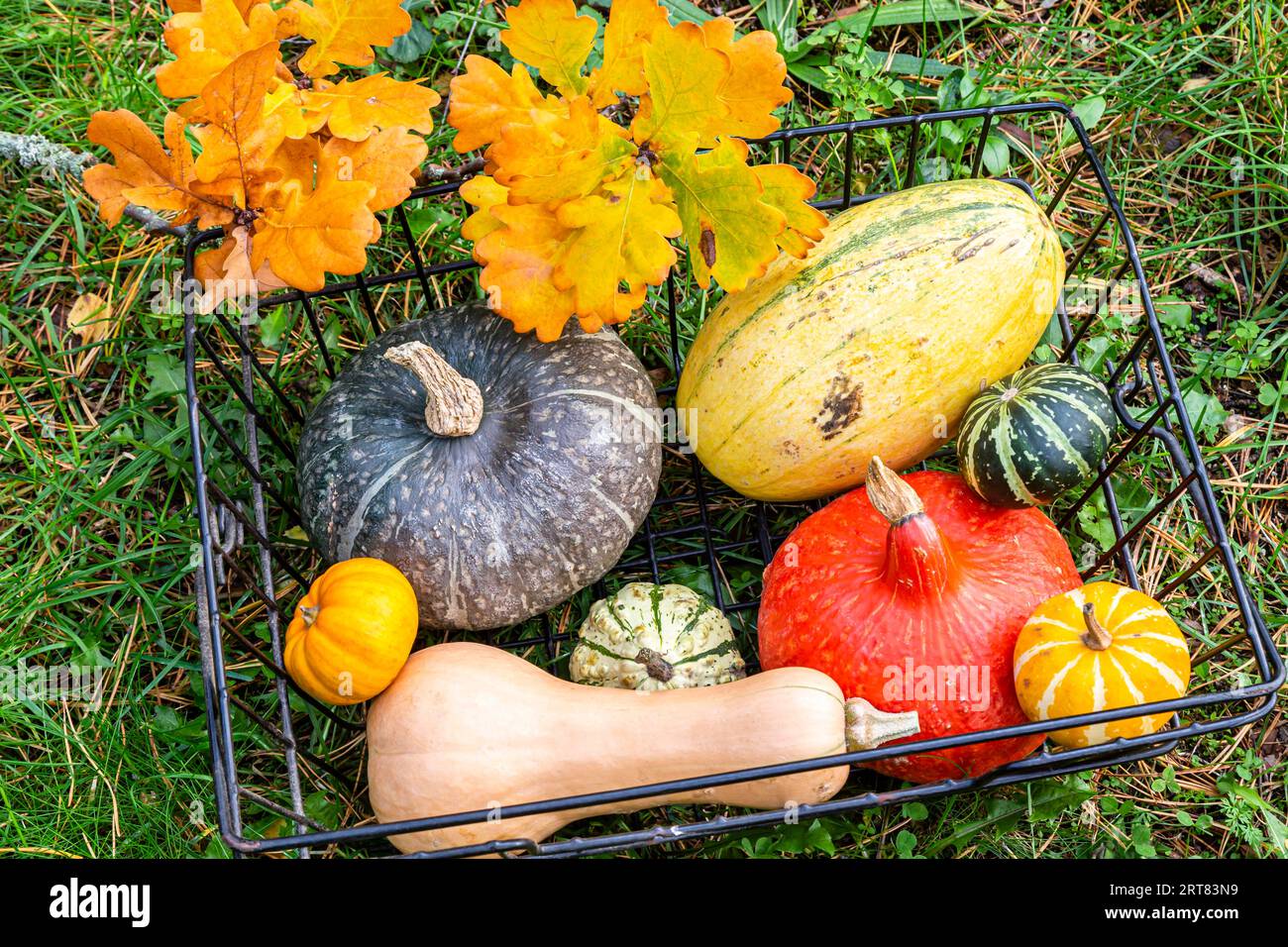 Courge Hokkaido, courge butternut, courge spaghetti et gourdes décoratives dans un jardin, courge rouge kuri, courge butternut, courge spaghetti et Banque D'Images