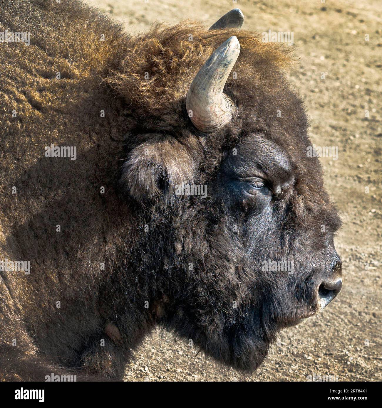 Tête d'un taureau bison Banque D'Images