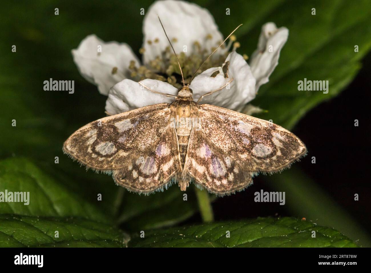 Un perceur de sureau sucette une fleur blanche, Un phlyctaenia couronné suce une fleur Banque D'Images