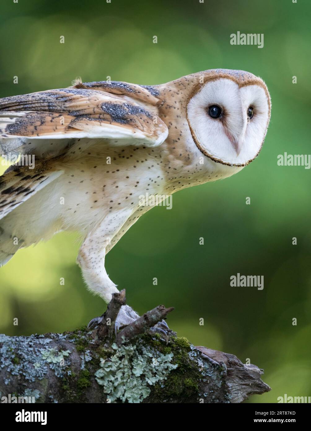 Barn Owl perché dans les bois avec des ailes vers le haut et fond bokeh vert de forêt Banque D'Images