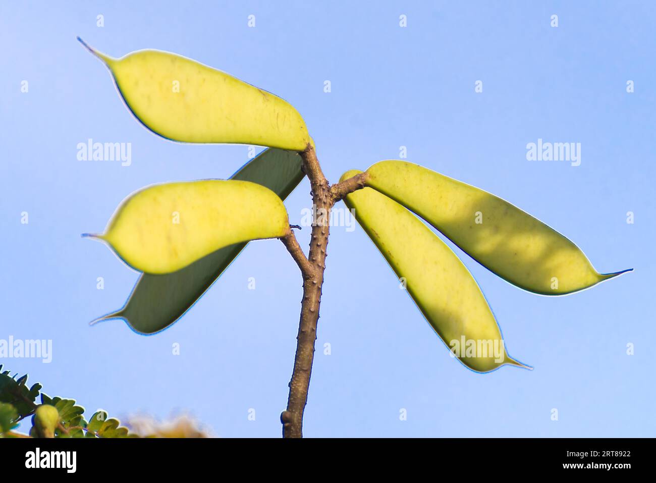 La végétation verte dans la nature qui ressemble à une hélice Banque D'Images