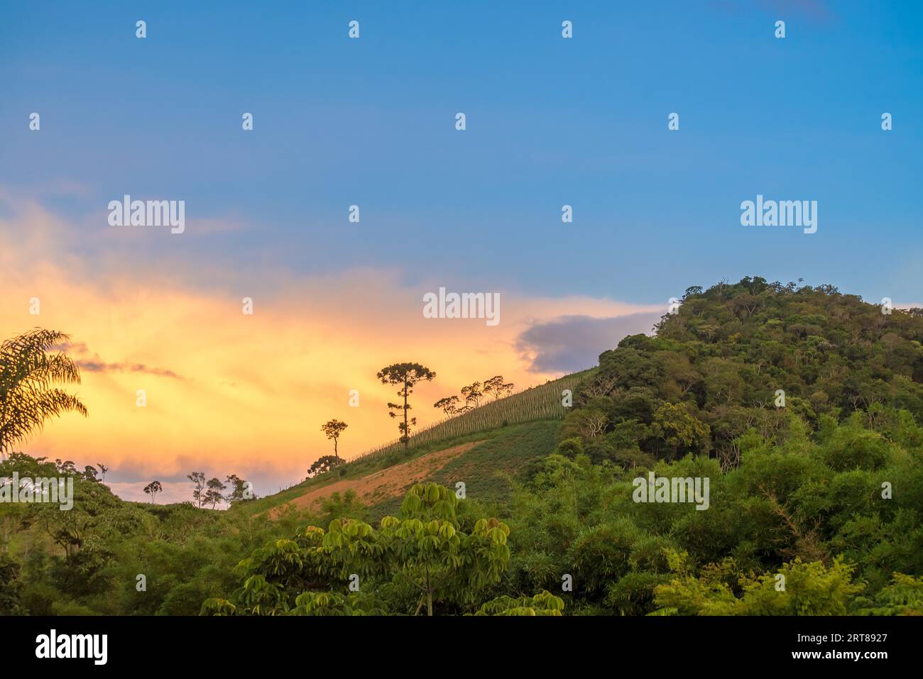 Ancien araucaria arbre sur la colline avec une belle arrière-plan animé Banque D'Images