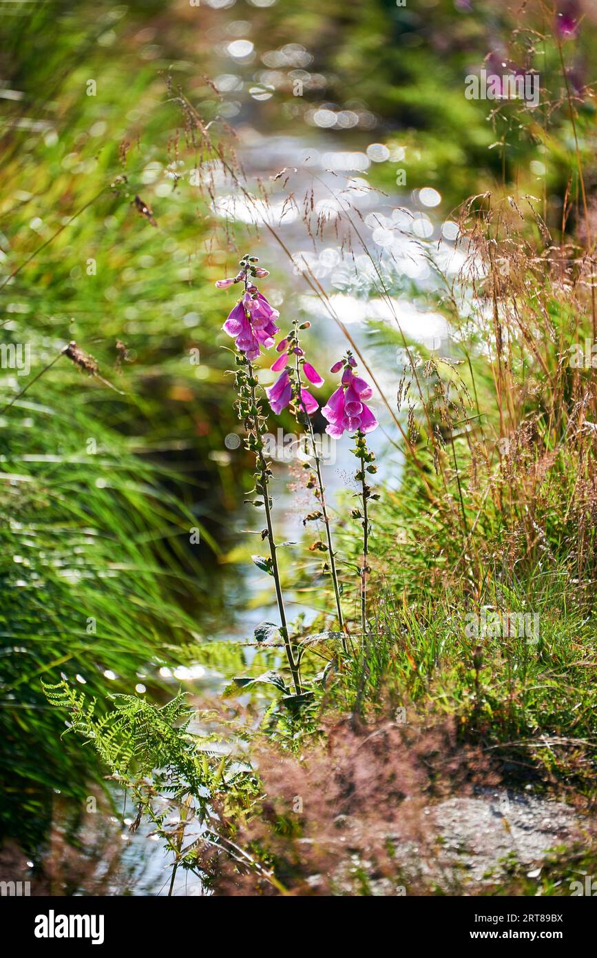 Purpurea rouge devant un ruisseau avec des rayons du soleil Banque D'Images