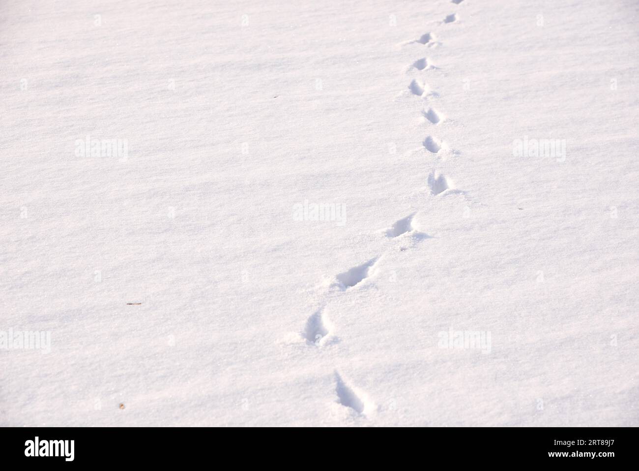 Empreinte animale dans la neige Banque D'Images