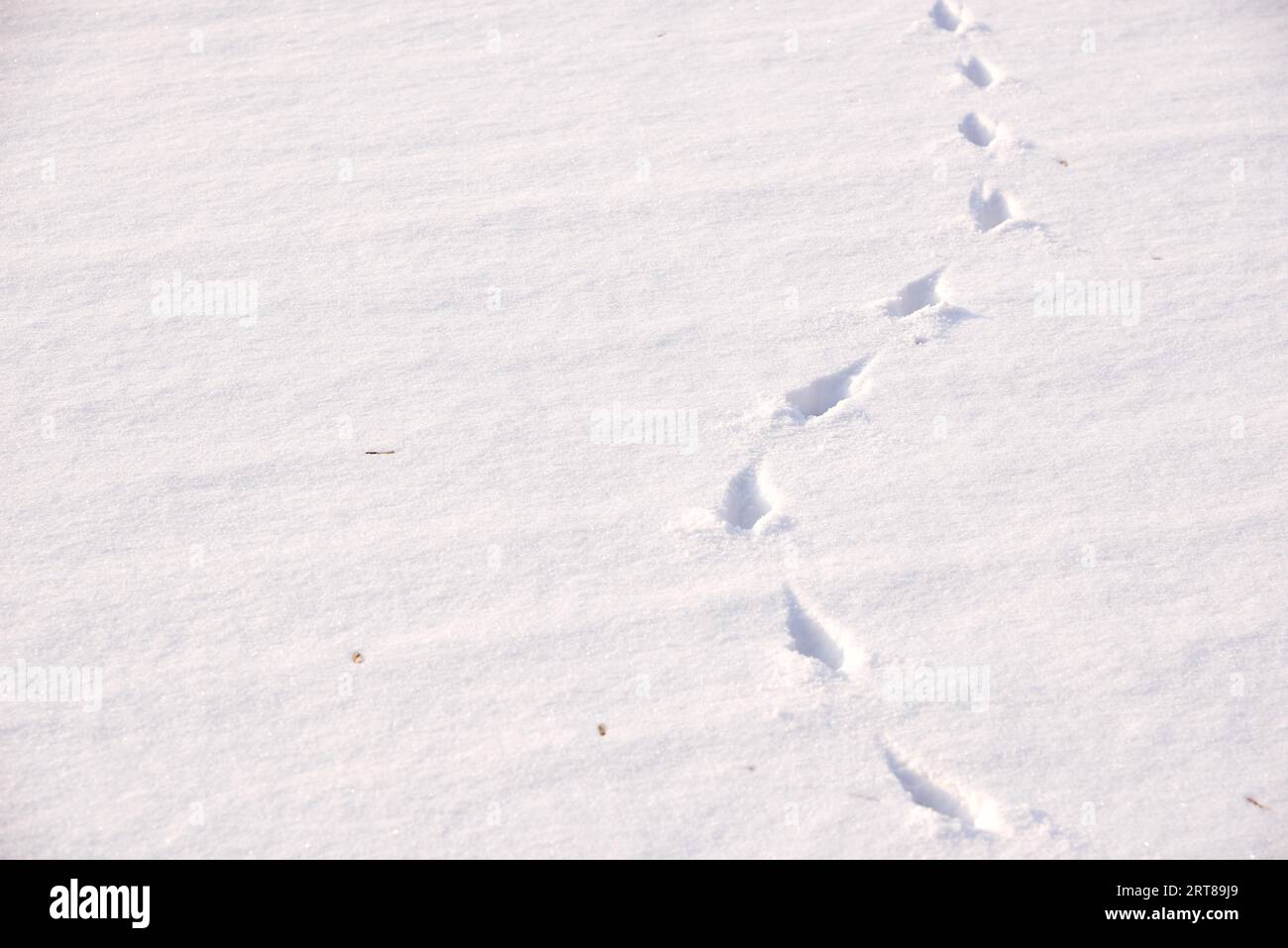 Empreinte animale dans la neige Banque D'Images