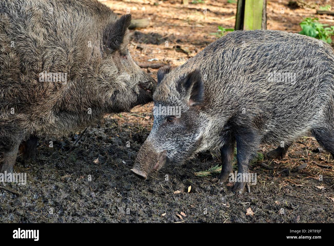 Chasse au sanglier en forêt en cas de peste porcine Banque D'Images