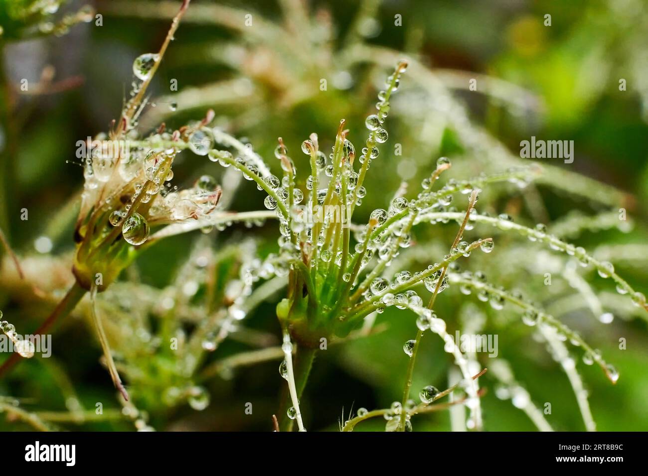 La rosée tombe sur un clématis le matin Banque D'Images