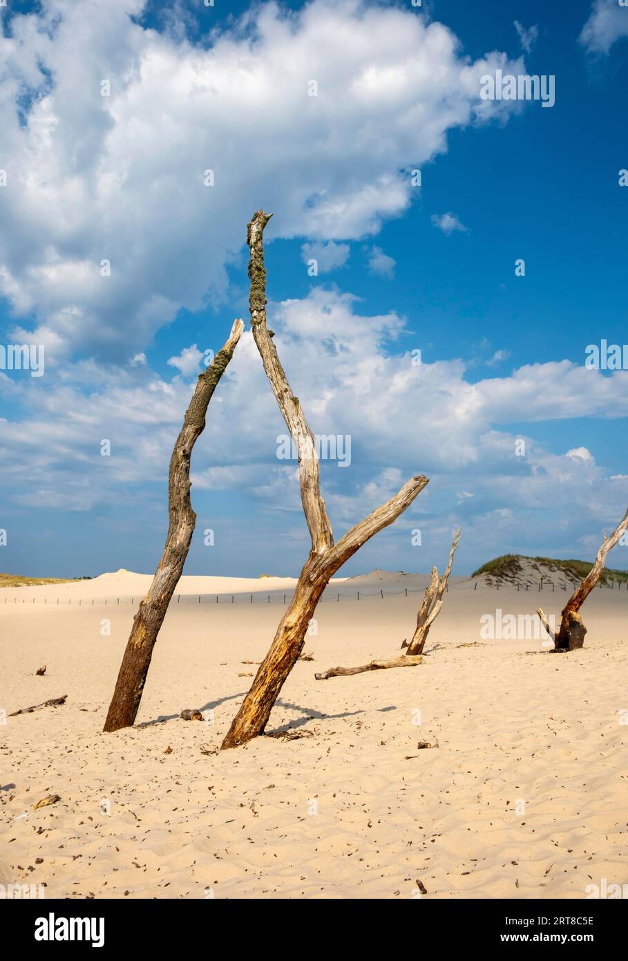 Arbres morts, parc national Slovincien, parc Slowinski Narodowy, Pologne Banque D'Images