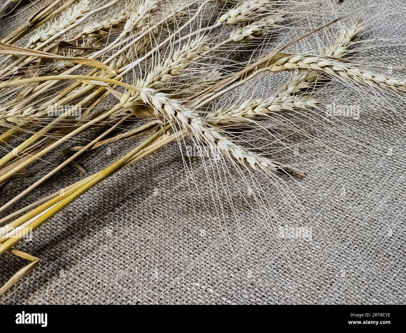 Épillets de blé sur fond de toile de jute. Le blé est la base du pain. Concept d'alimentation saine. Banque D'Images