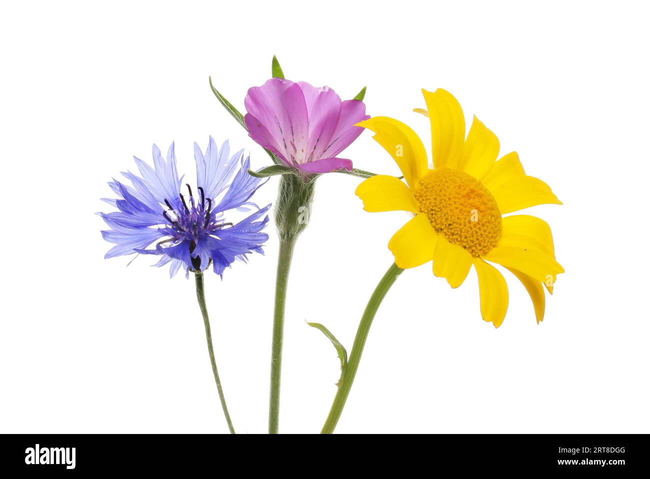Fleurs sauvages, bleuet, souci de maïs et corncockle, isolé contre blanc Banque D'Images