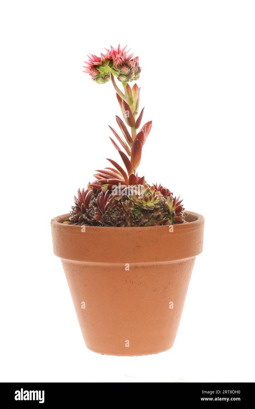 Plante houseleek fleurie dans un pot en terre cuite isolé contre blanc Banque D'Images