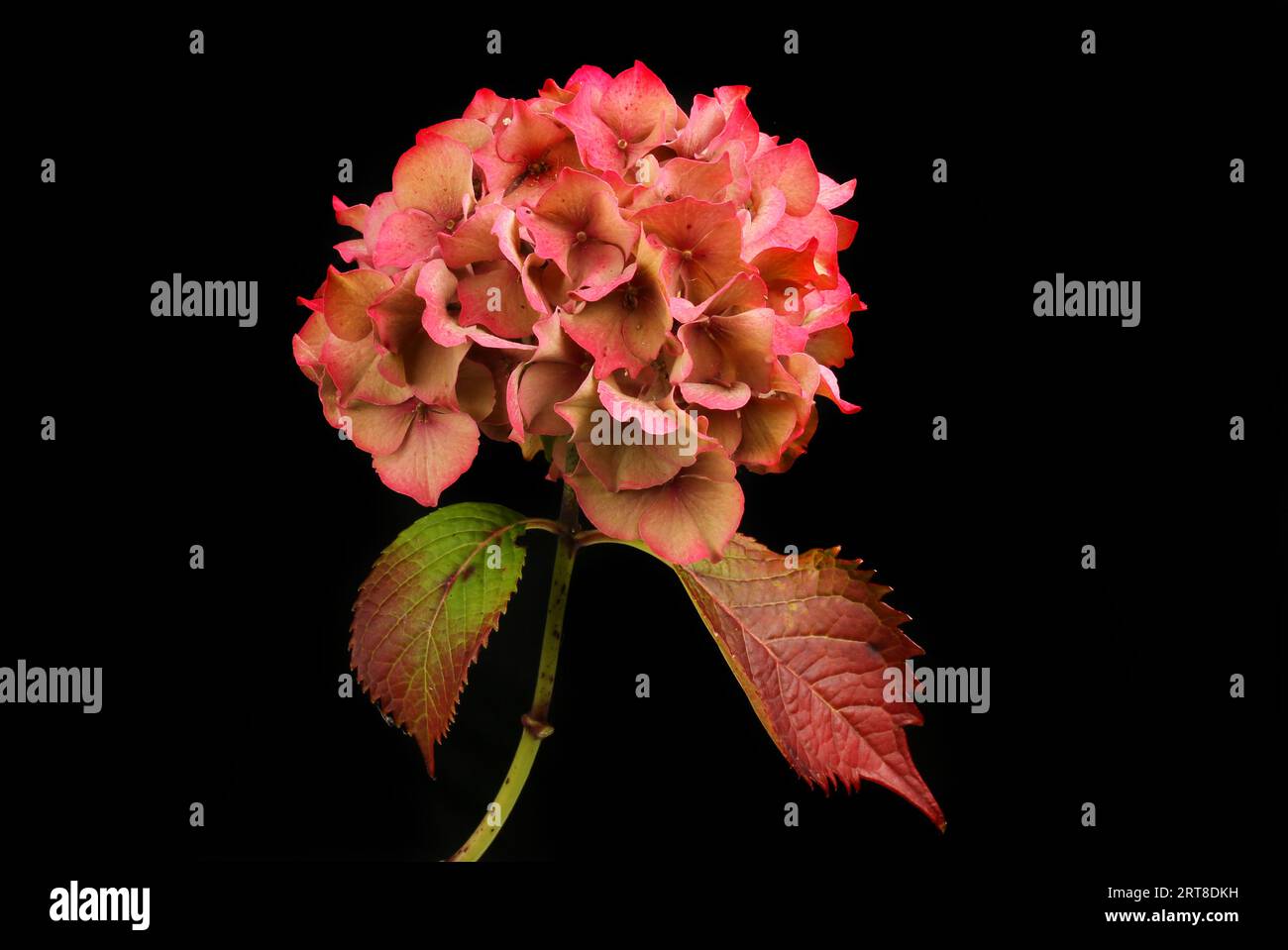 Fleur d'hortensia fanée isolée contre noir Banque D'Images