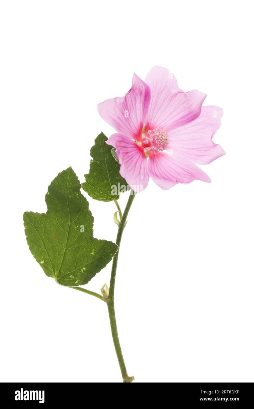 Fleur et feuillage de Lavatera isolés contre blanc Banque D'Images