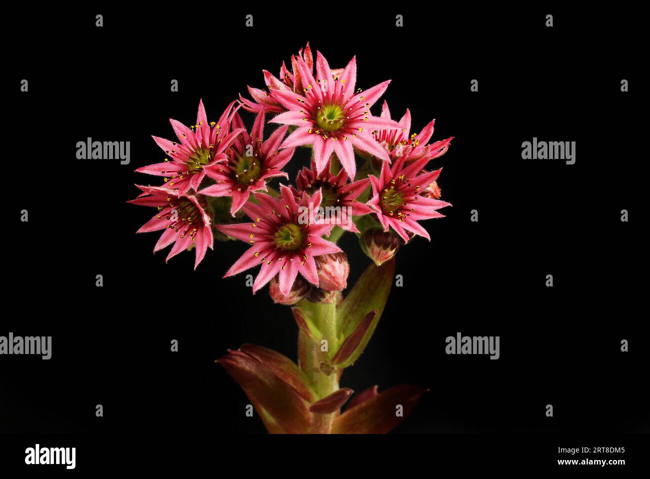 Fleurs de Sempervivum isolées contre noir Banque D'Images
