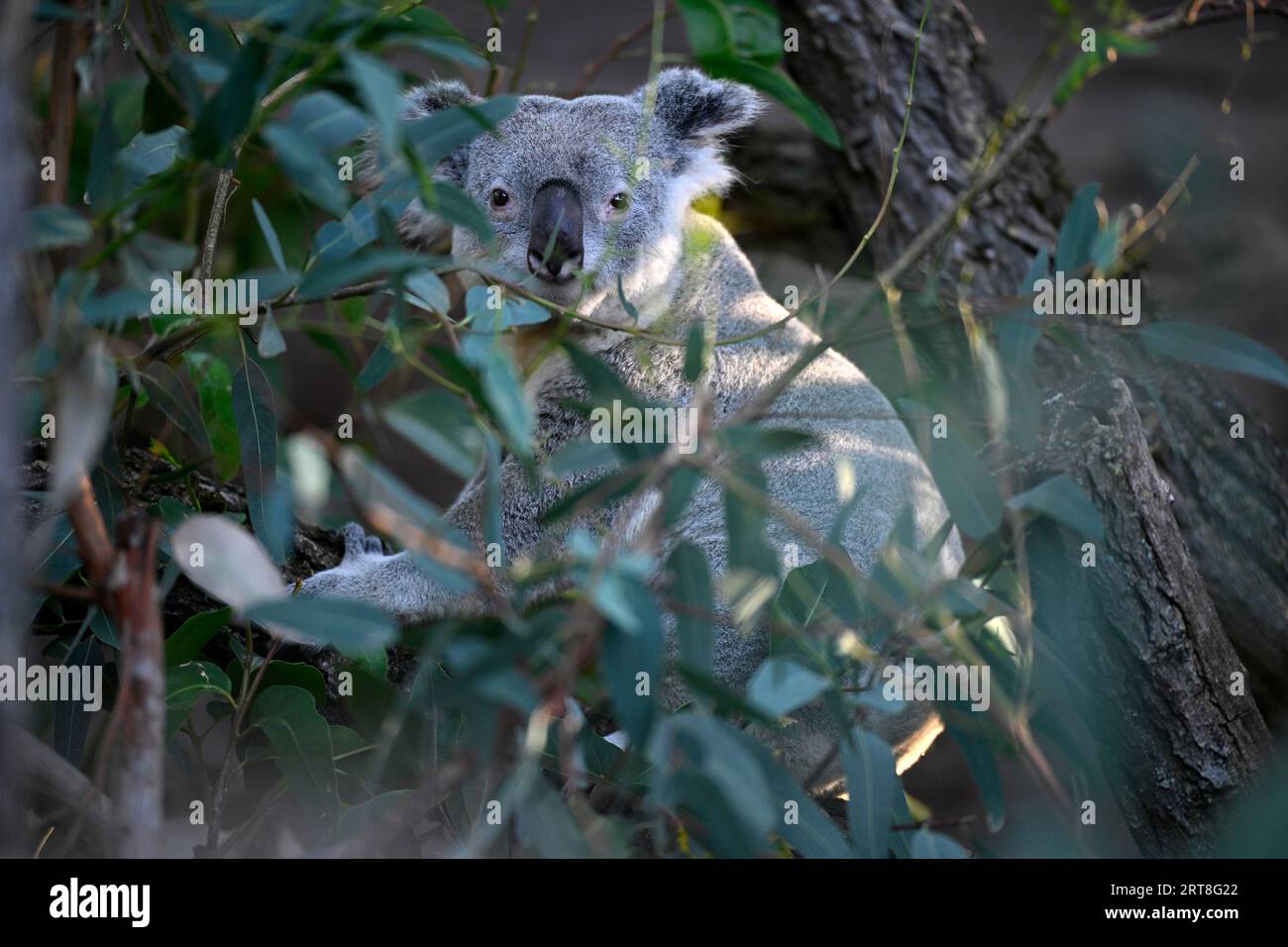 Koala (Phascolarctos cinereus), sur tronc d'arbre, captif, Baden-Wuerttemberg, Allemagne Banque D'Images