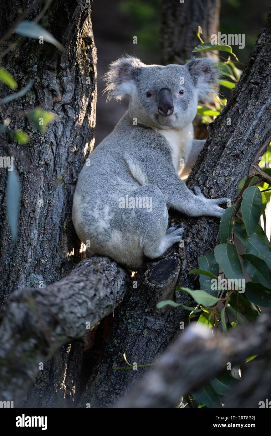 Koala (Phascolarctos cinereus), sur tronc d'arbre, captif, Baden-Wuerttemberg, Allemagne Banque D'Images