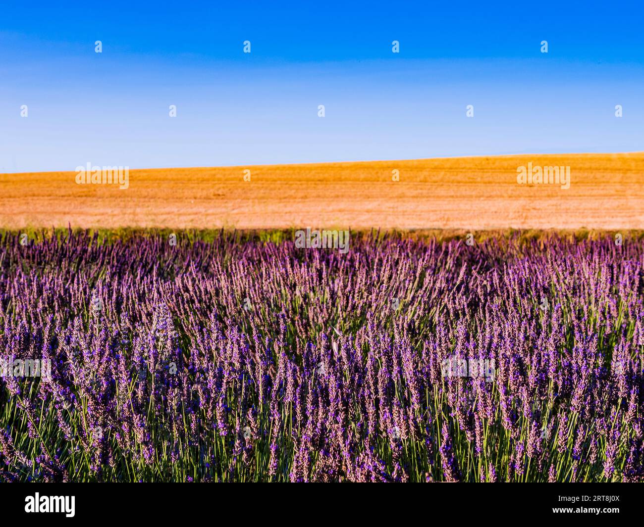 Champ de lavande coloré avec herbe verte et collines en arrière-plan, Toscane, Italie Banque D'Images