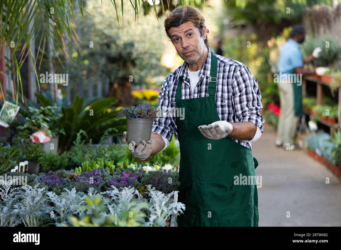 Travailleur de serre positif montrant le chou frisé ornemental coloré dans le pot Banque D'Images