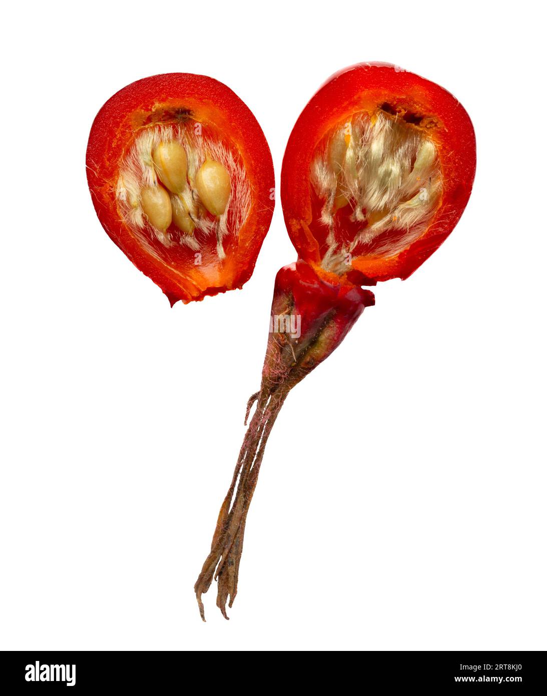 Coupe transversale montrant des graines à l'intérieur d'une rose musquée ou rose musquée, également appelée rose musquée et rose hep, fruit accessoire des diverses espèces de plantes roses Banque D'Images