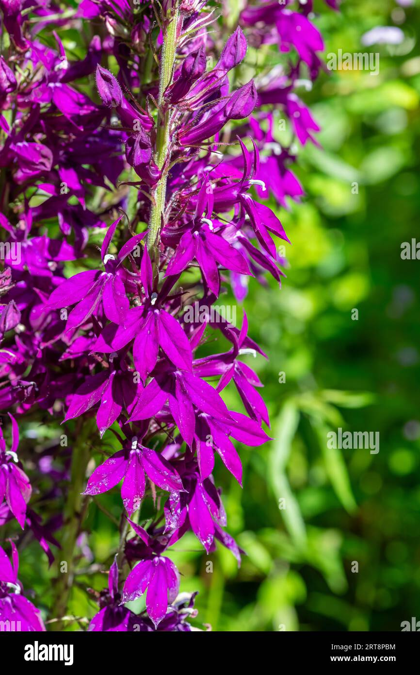 Gros plan d'une fleur cardinale violette (lobelia cardinalis) en fleur Banque D'Images