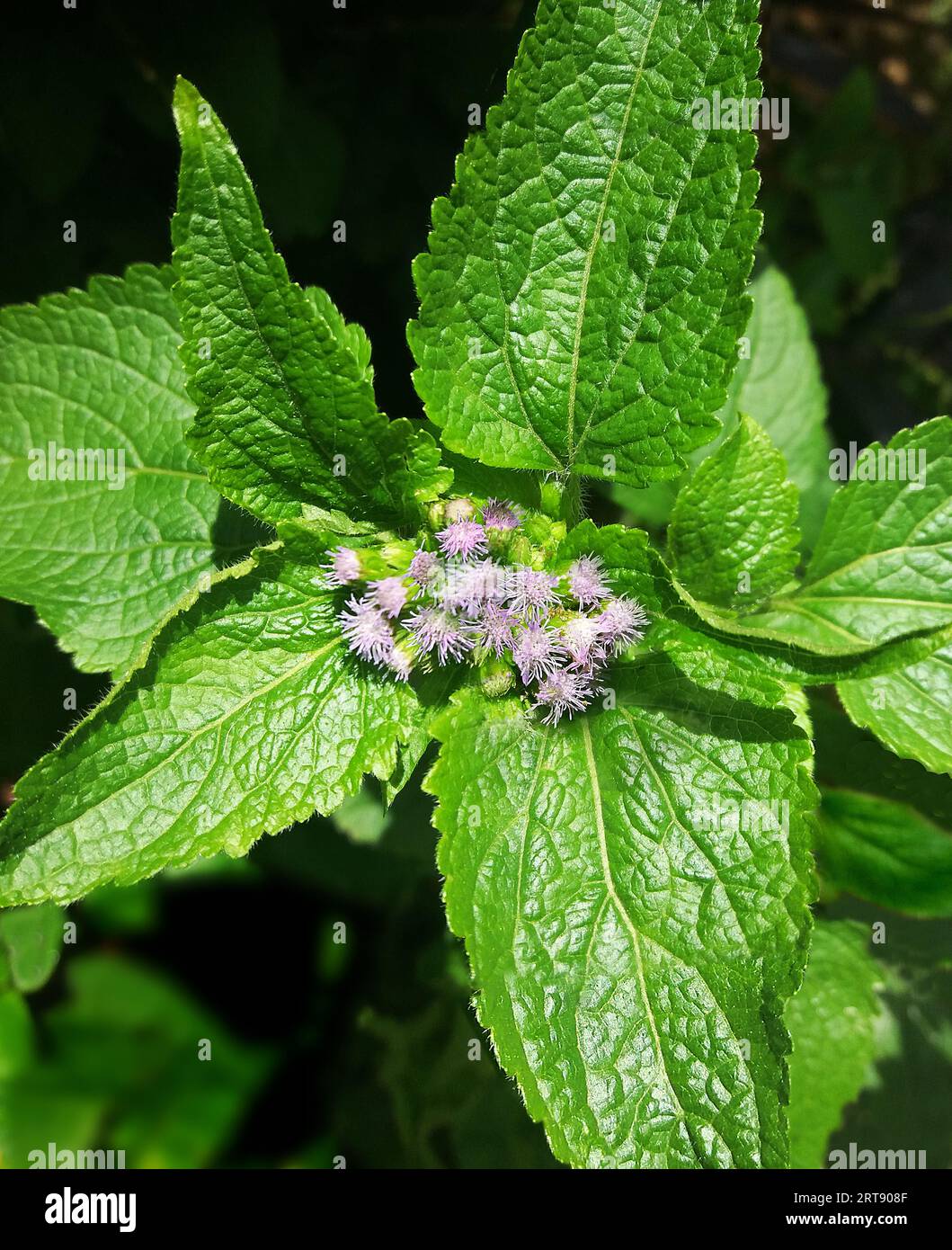 ageratum-conyzoides-est-une-esp-ce-de-plante-fleurs-appartenant-la