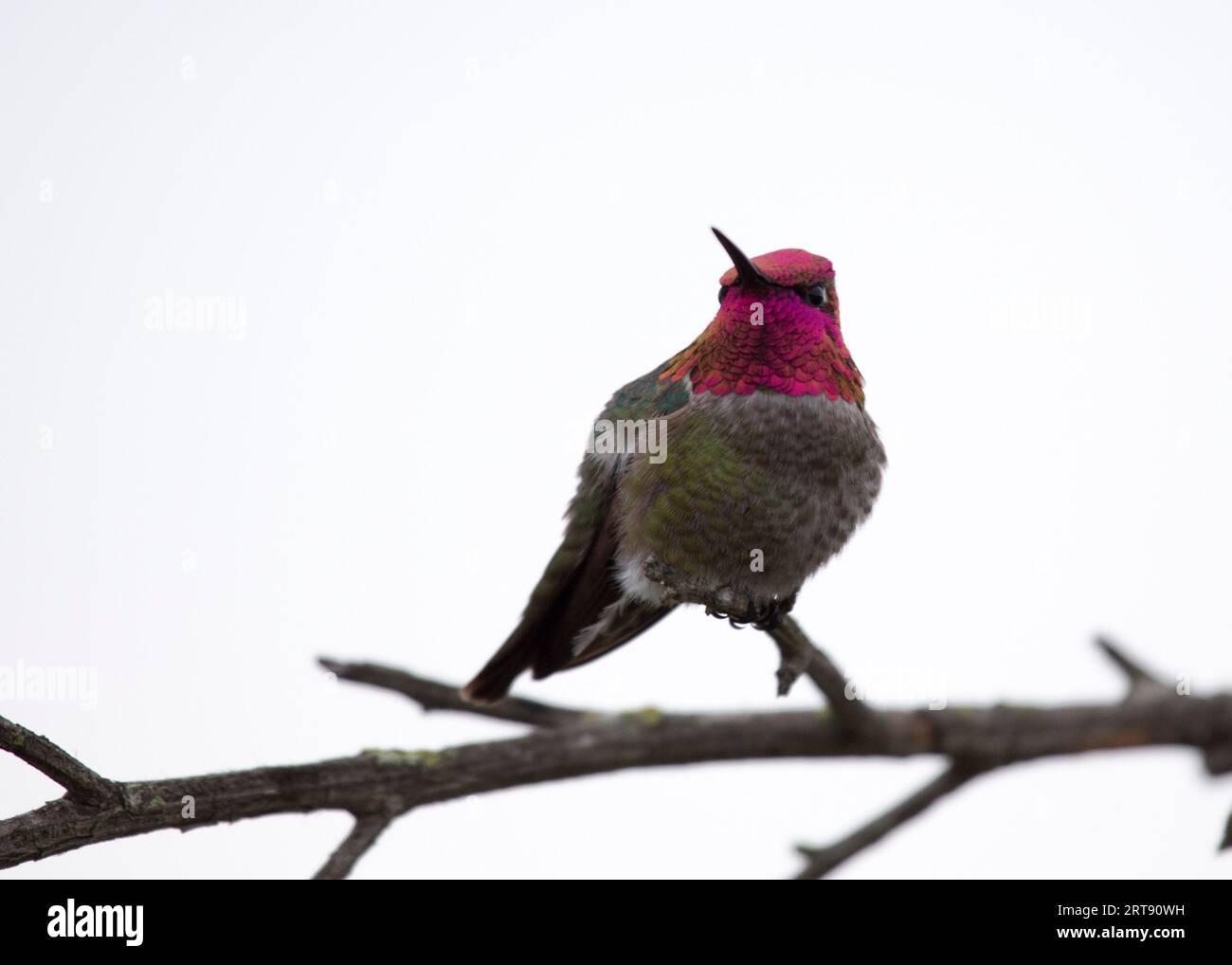 Le colibri d'Anna (Calypte anna) repéré en plein air en Californie Banque D'Images