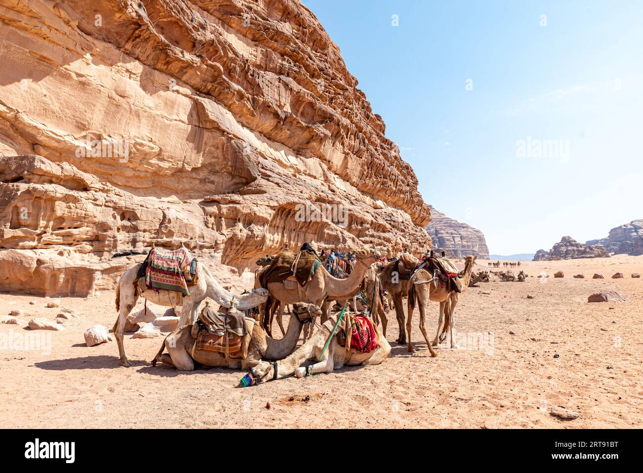 Chameaux se reposant avant une balade dans le désert de Wqadi Rum, Jordanie Banque D'Images
