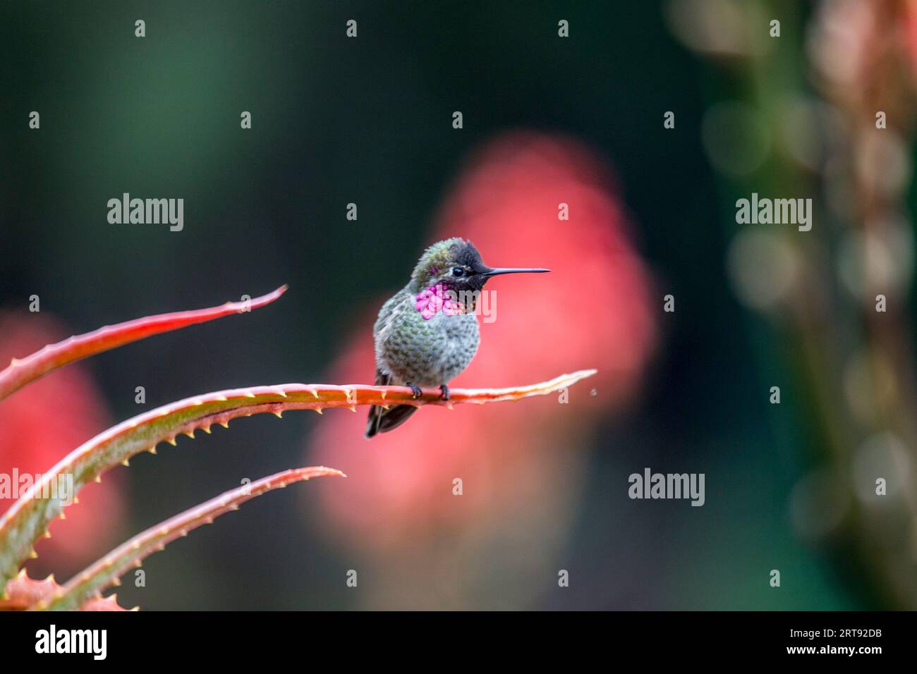 Anna's hummingbird (Calypte anna) repéré en plein air à San Francisco Banque D'Images