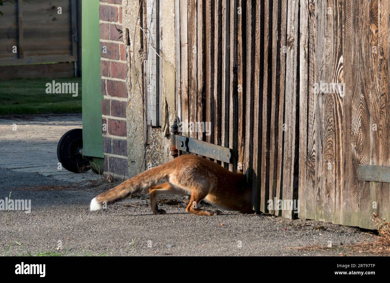 Europe, Royaume-Uni, angleterre, Londres, Fox Urban Banque D'Images