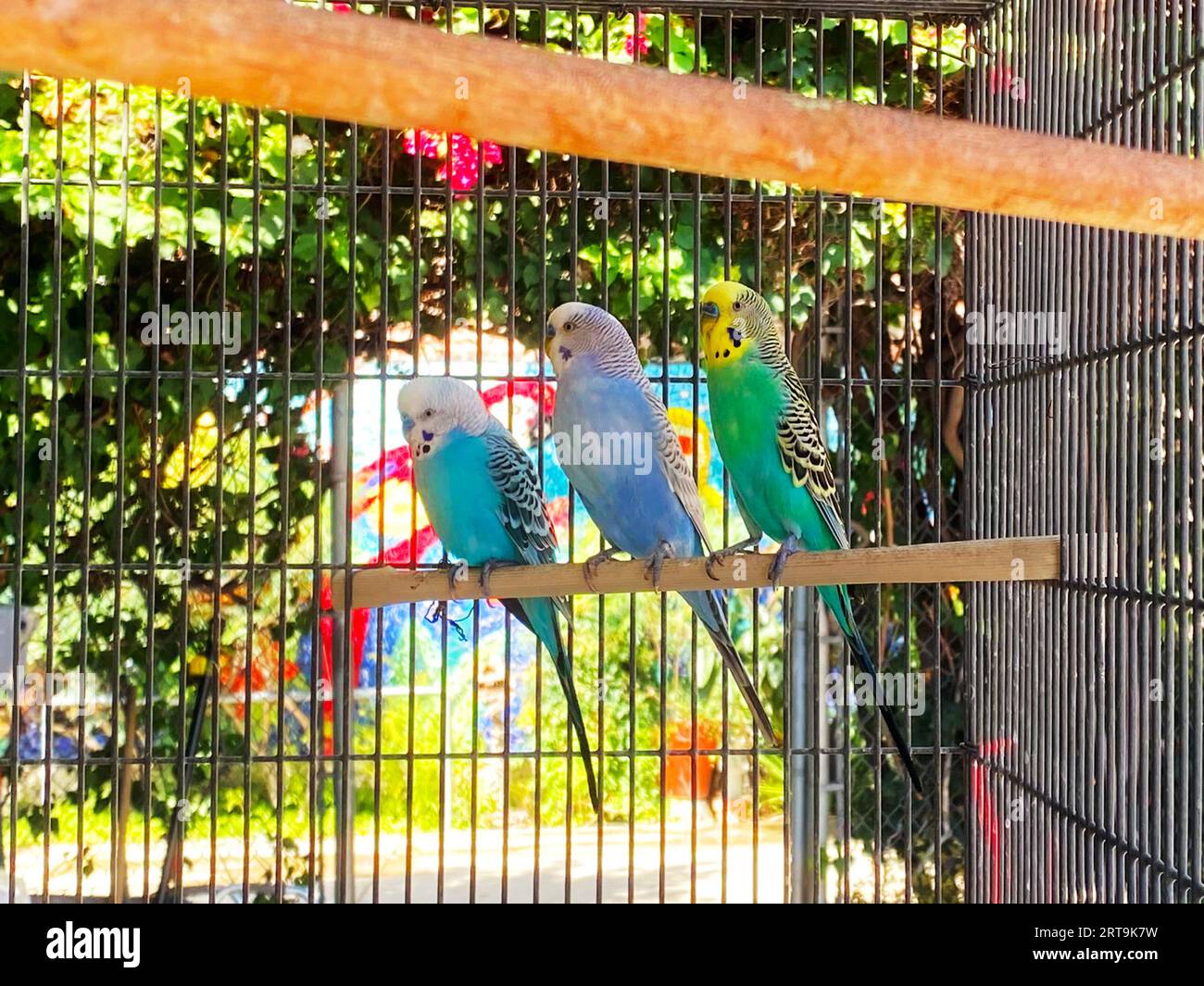 Trois perruches perchées dans une cage à oiseaux Banque D'Images