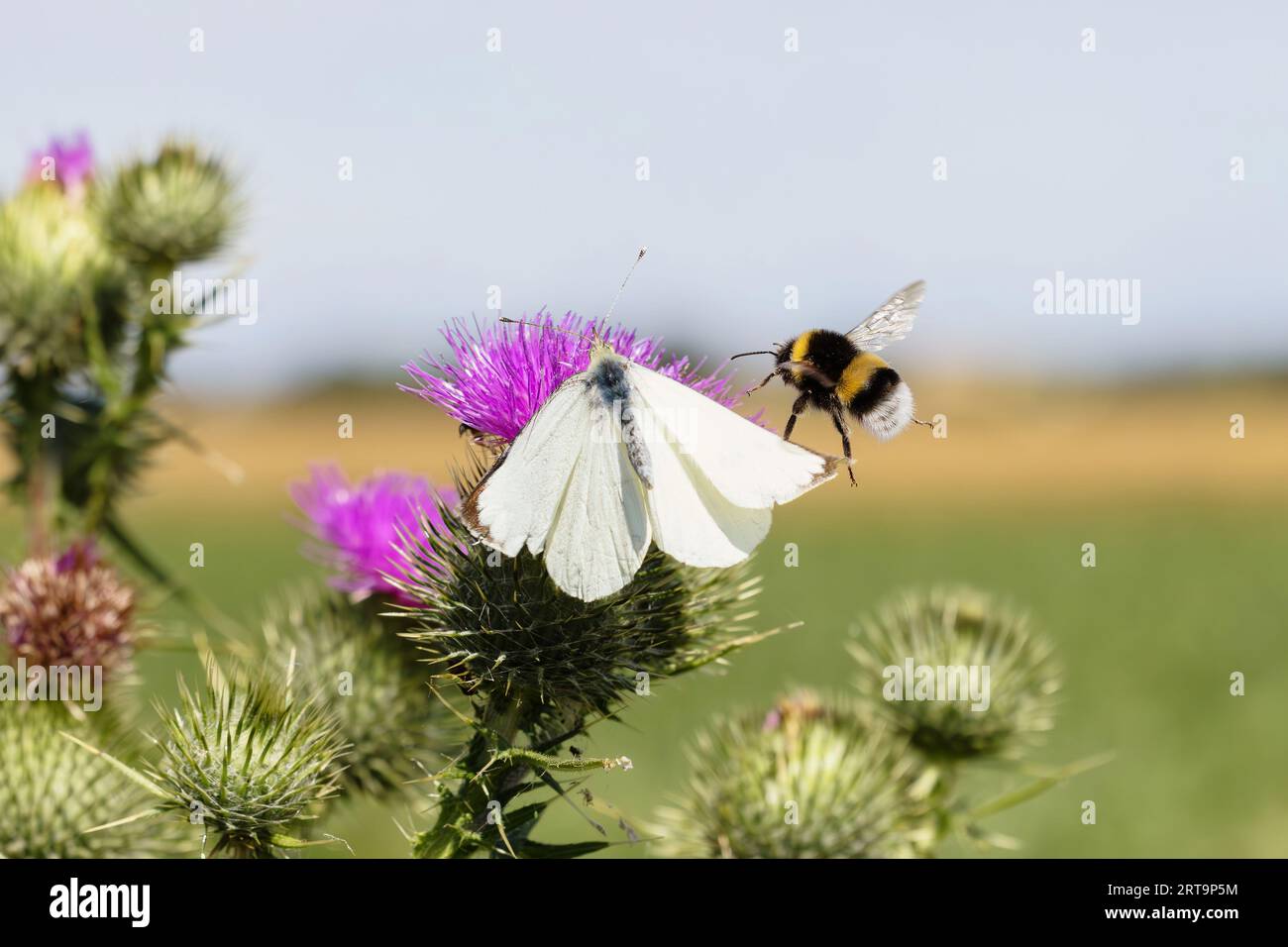 photo d'un bourdon qui attaque un papillon blanc de chou assis sur une fleur de chardon Banque D'Images
