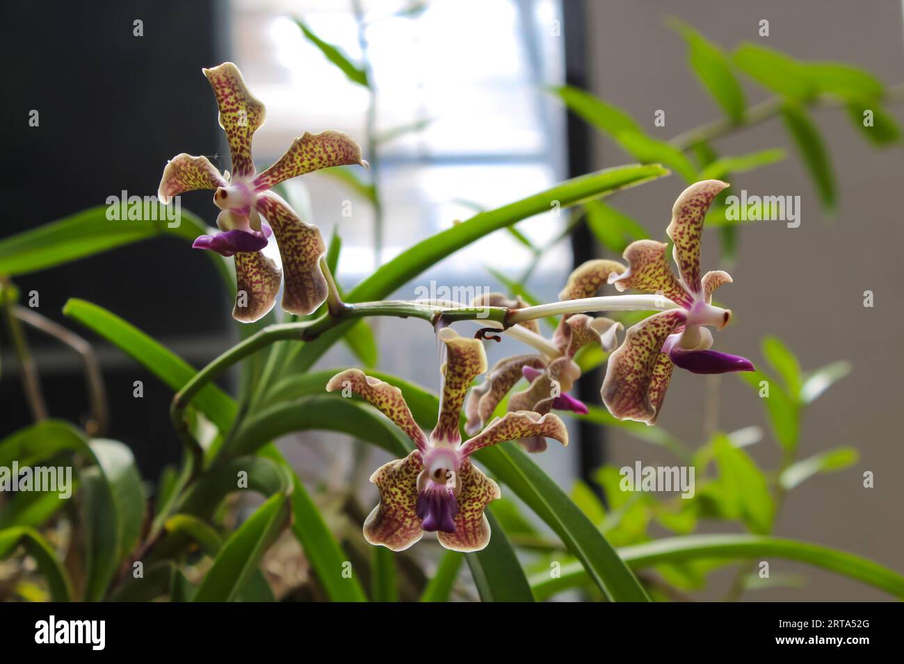 Gros plan d'un groupe d'orchidées Phalaenopsis - ROYAL BOTANICAL GARDENS (Peradeniya) - Sri Lanka, espace de texte Banque D'Images