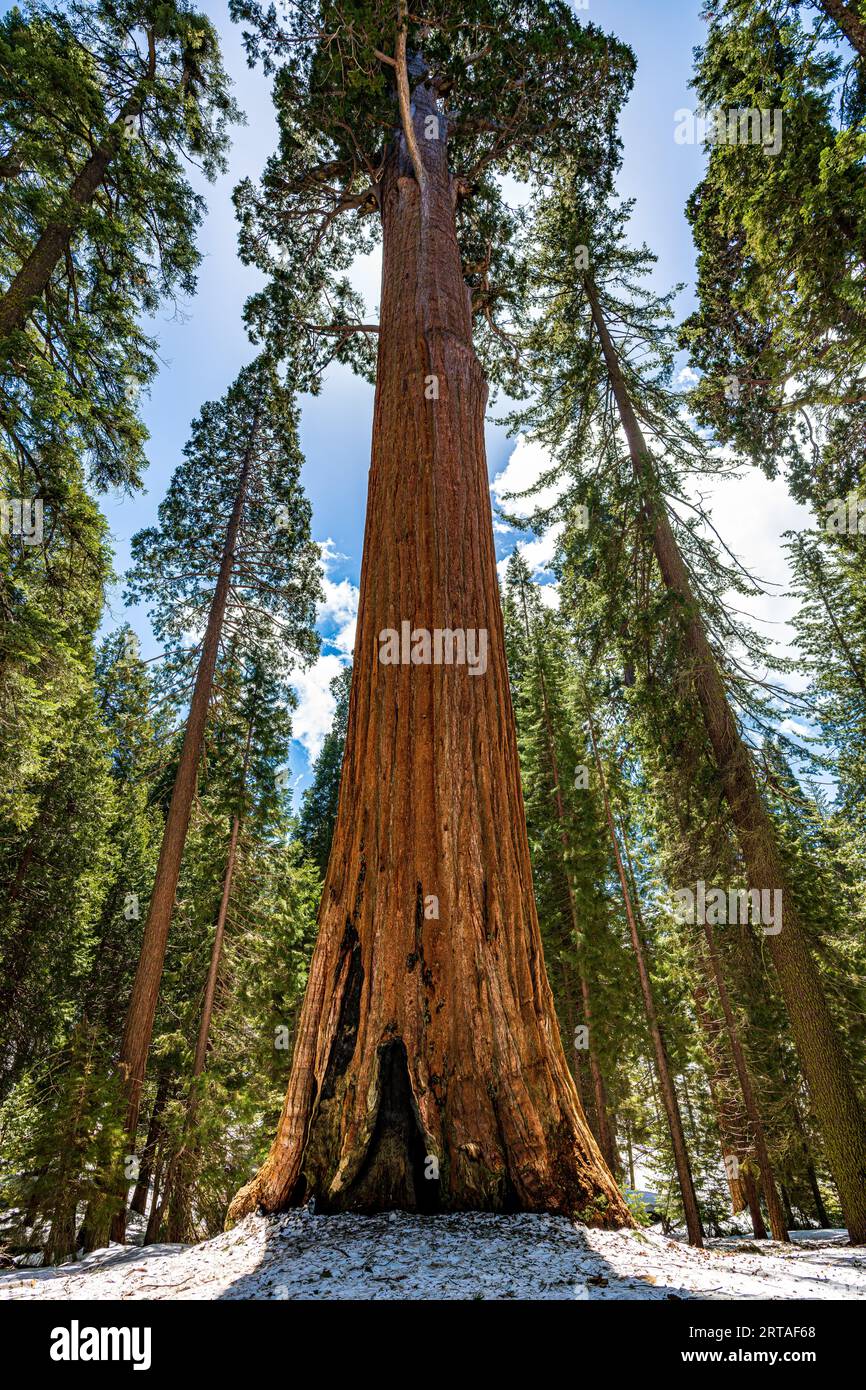 Soleil matinal sur le General Grant Tree dans le parc national de Kings Canyon Banque D'Images