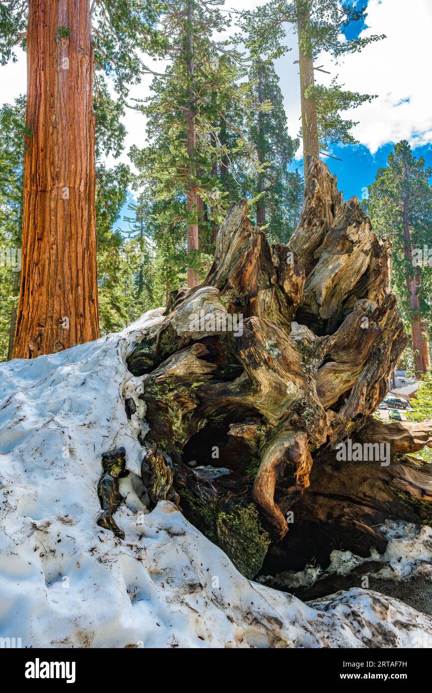 Une souche d'arbre à côté du géant Sequoia dans le parc Natiional de Kings Canyon Banque D'Images