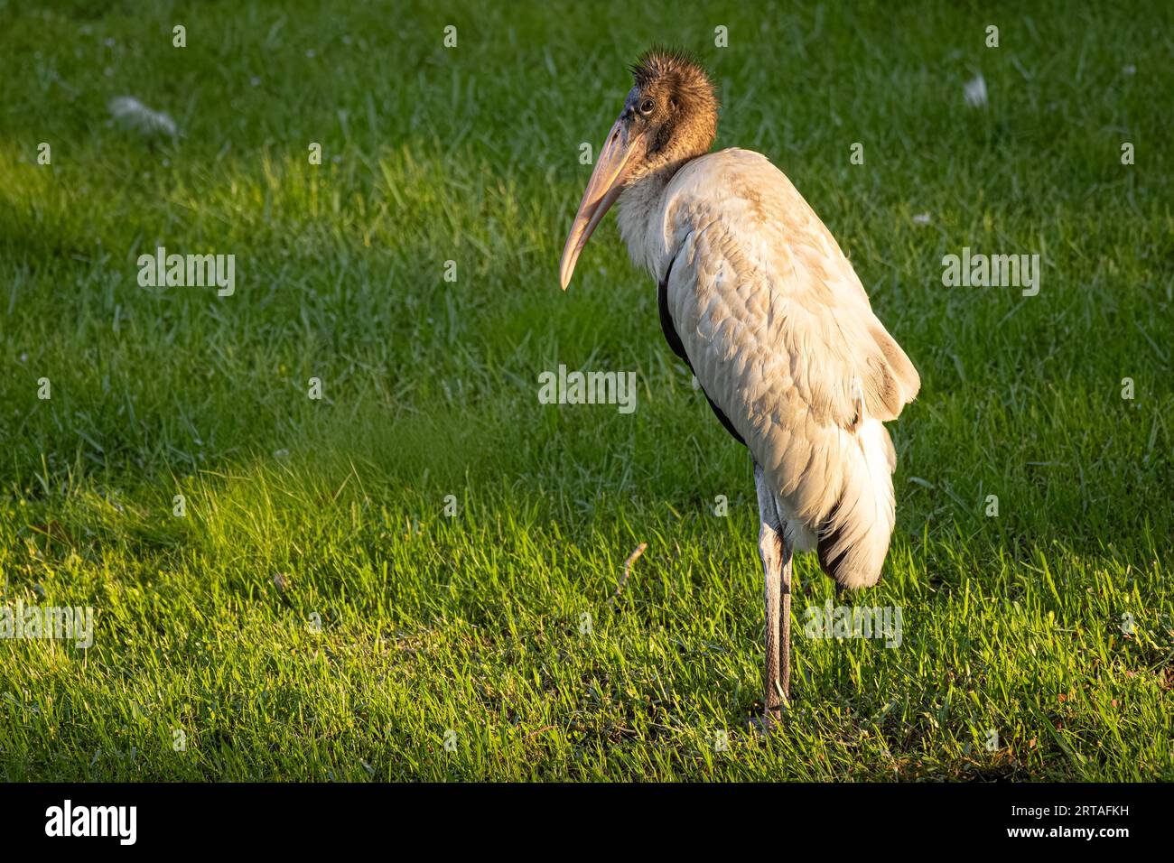 Cigogne (Mycteria americana) debout sur la pelouse de la clinique Mayo dans la lumière terne du coucher de soleil à Jacksonville, Floride. (ÉTATS-UNIS) Banque D'Images