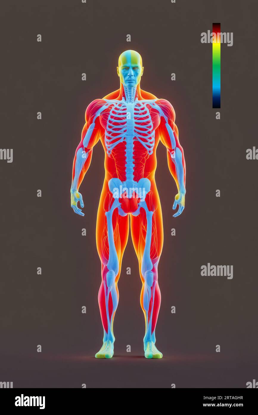 chaleur infrarouge graphique du corps humain, jeune adulte debout, fond gris neutre Banque D'Images