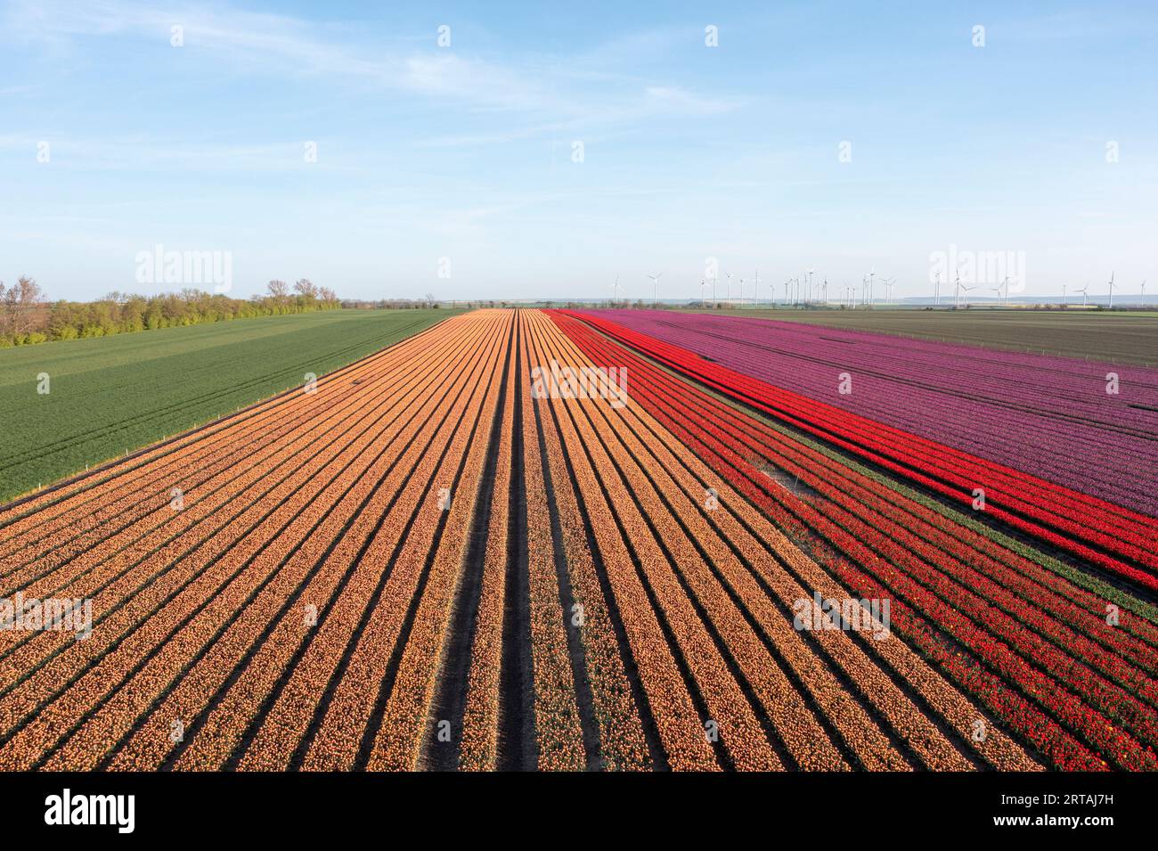 Champ de tulipes, tulipes, Schwaneberg, Saxe-Anhalt, Allemagne Banque D'Images