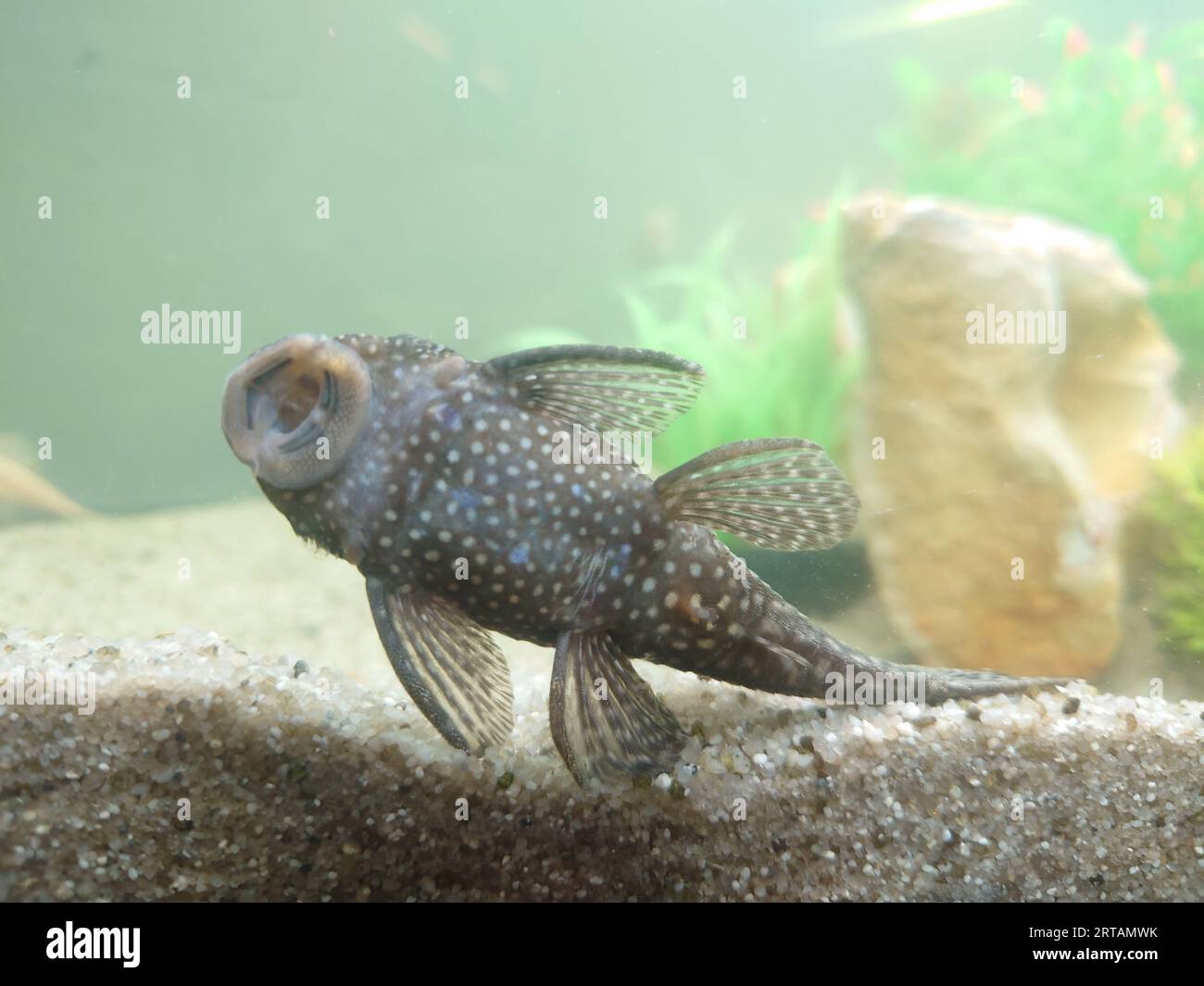 Un poisson-chat bleu ancien avec des motifs tachetés distinctifs nageant dans un aquarium Banque D'Images