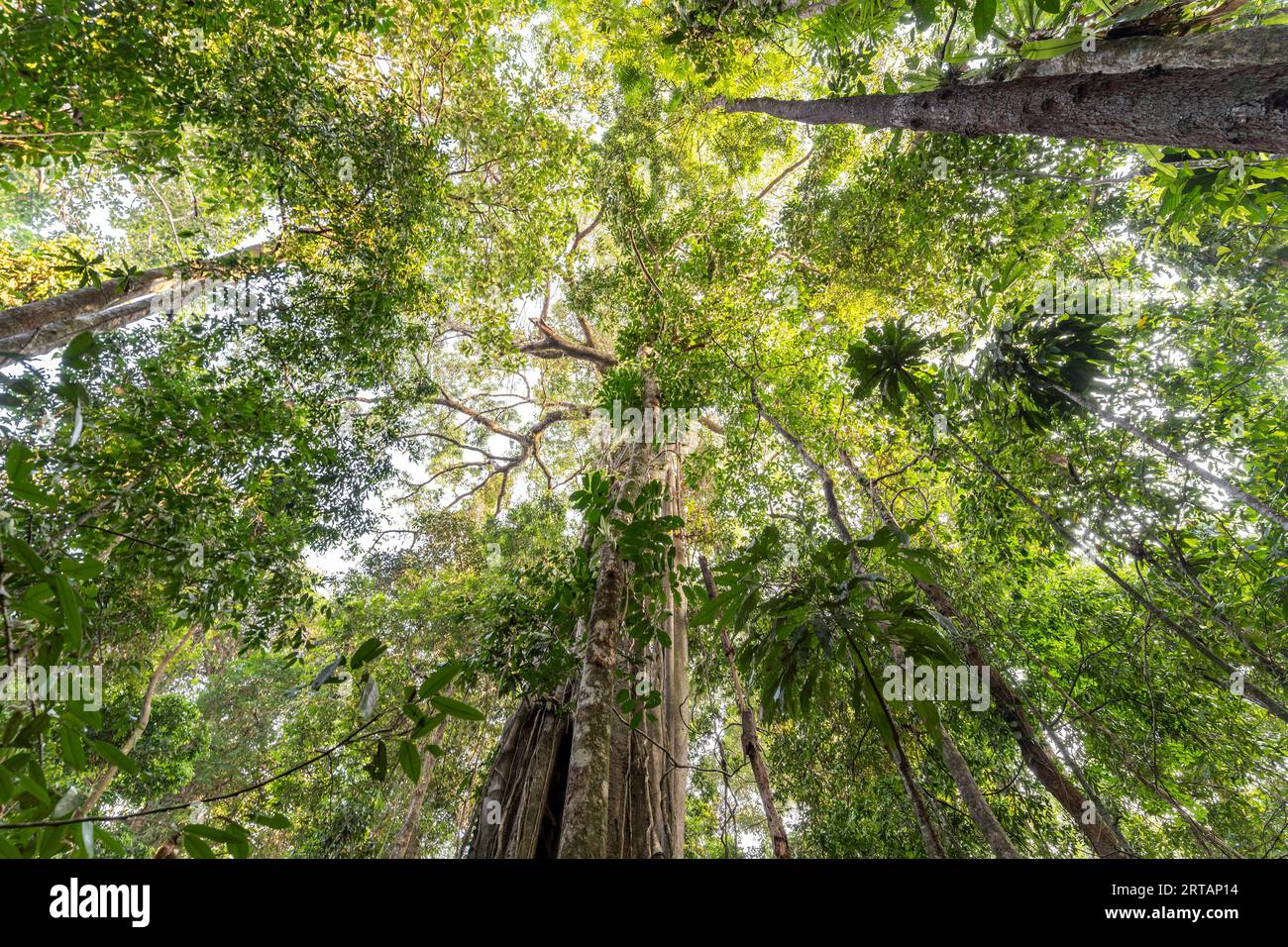 Géant de la jungle antique Makayuk - le vieil arbre dans la jungle de l'île de Ko Kut ou Koh Kood dans le golfe de Thaïlande, en Asie Banque D'Images