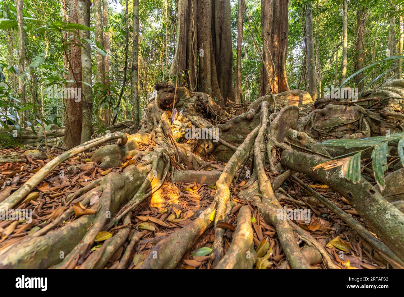 Géant de la jungle antique Makayuk - le vieil arbre dans la jungle de l'île de Ko Kut ou Koh Kood dans le golfe de Thaïlande, en Asie Banque D'Images