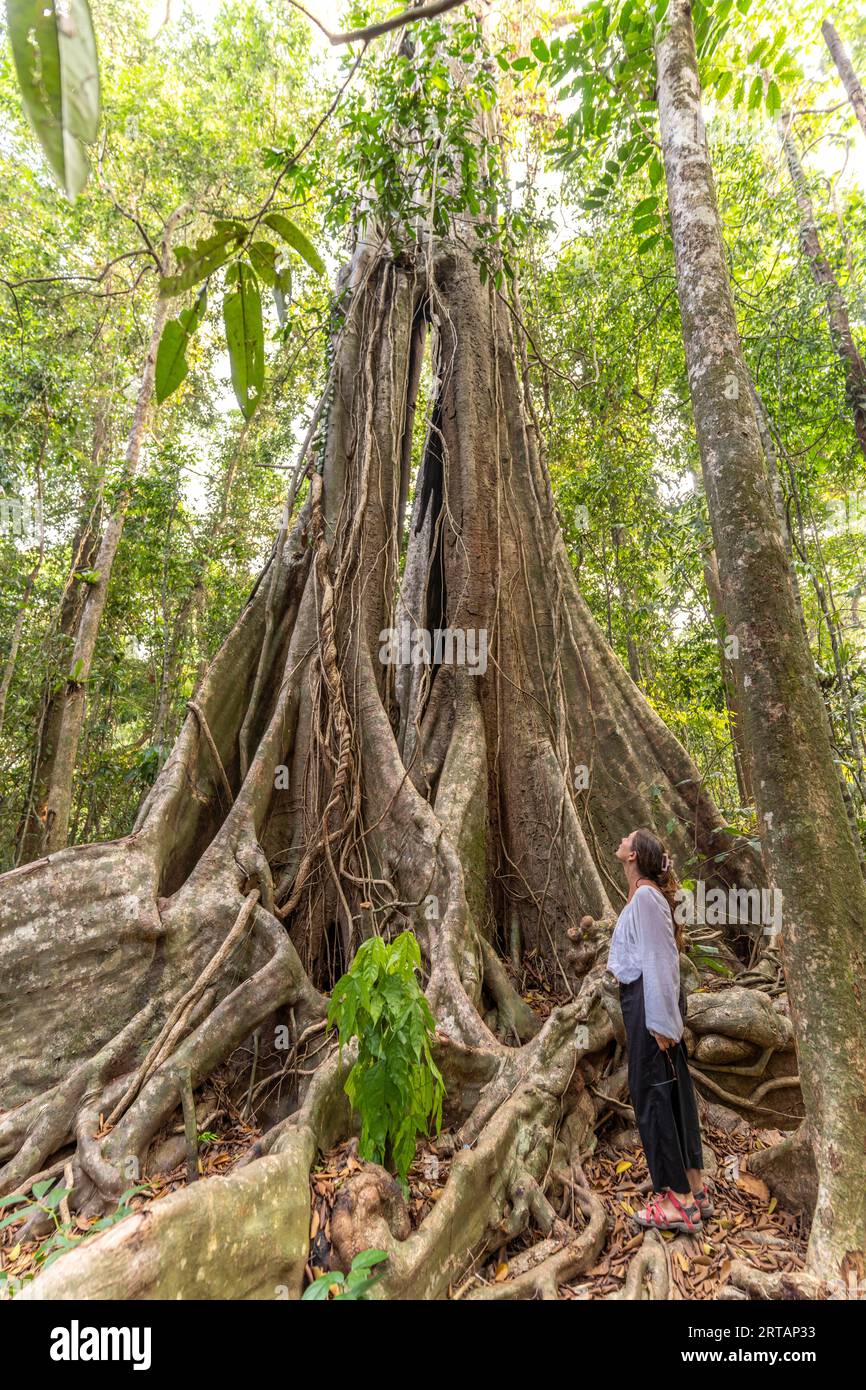 Le touriste admire le géant de la jungle Makayuk - le vieil arbre dans la jungle de l'île de Ko Kut ou Koh Kood dans le golfe de Thaïlande, AsiaKo Kut ou Koh K Banque D'Images