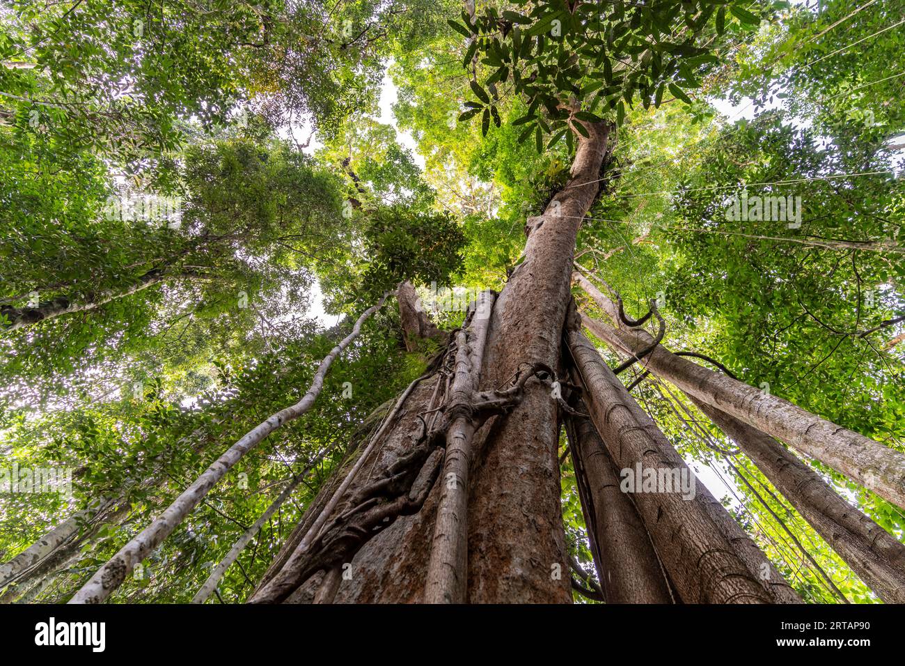 Géant de la jungle antique Makayuk - le vieil arbre dans la jungle de l'île de Ko Kut ou Koh Kood dans le golfe de Thaïlande, en Asie Banque D'Images
