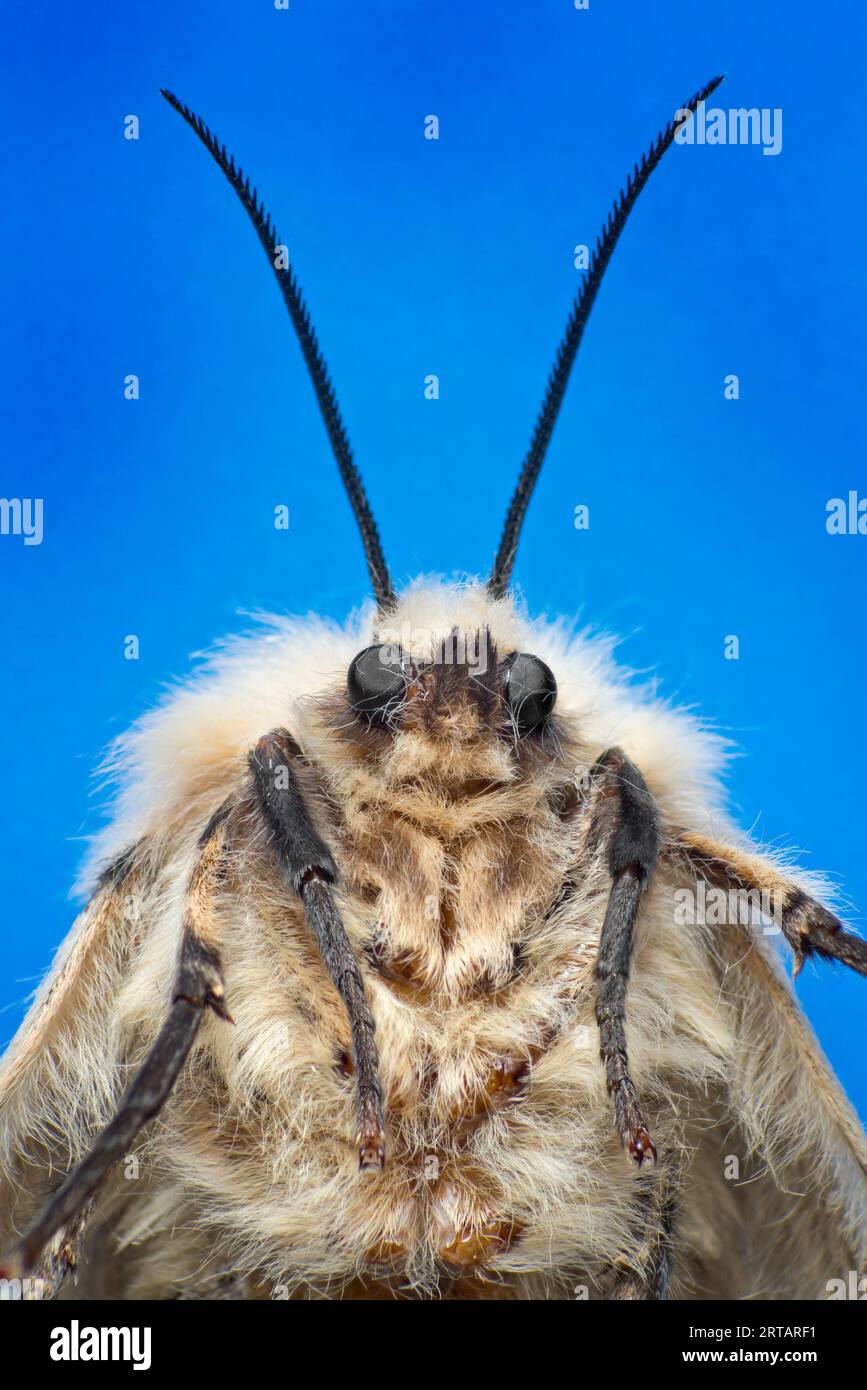 Spongieuse, Lymantria dispar, FEMELLE, également connue sous le nom de spongieuse. Vue portrait, tête et antenae Banque D'Images