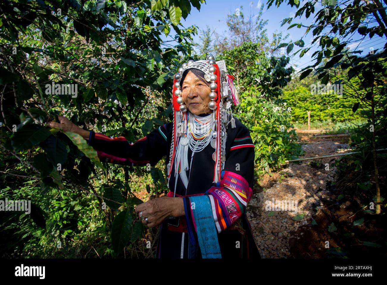 Chiang Mai, Thaïlande ; 1 janvier 2023 : femme âgée de la tribu indigène Akha du nord de la Thaïlande sur une plantation de café biologique. Banque D'Images