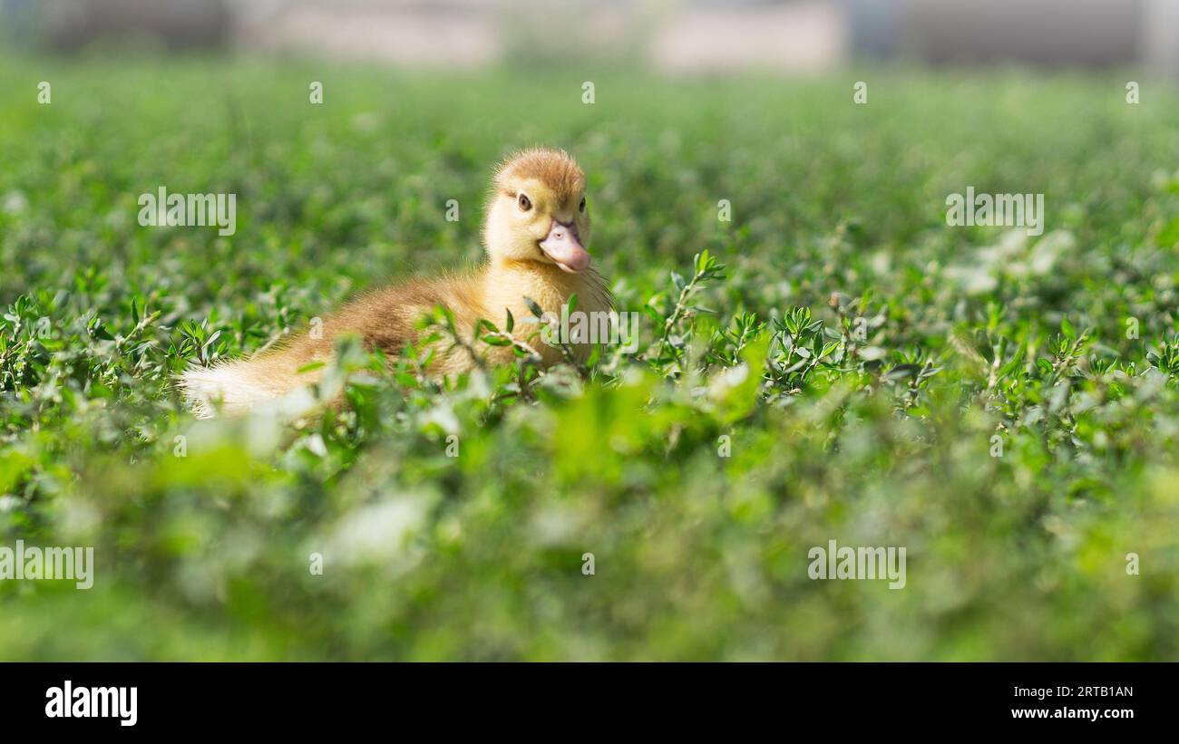 Petits canetons mignons sur l'herbe verte, à l'extérieur 7 Banque D'Images